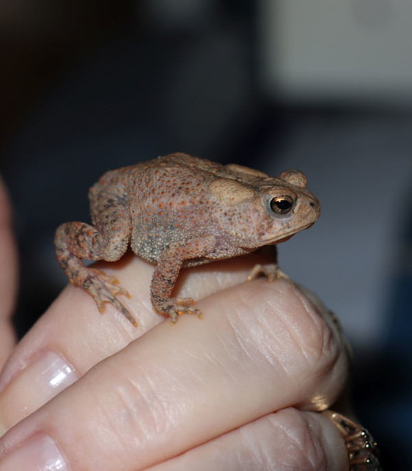 American Toad