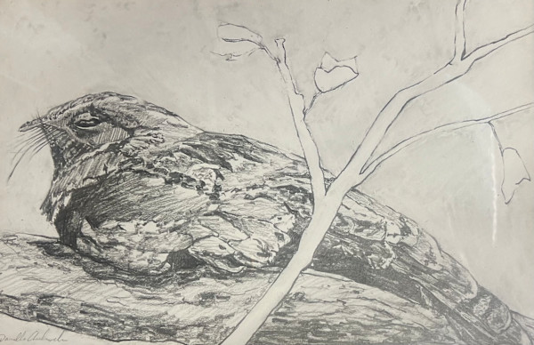 Whippoorwill by Danielle Aubuchon, Image 1.