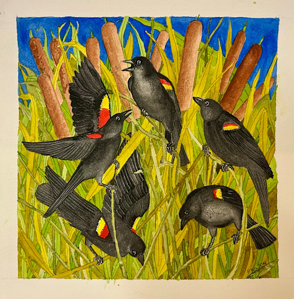 Redwing Blackbirds by Patricia A Kilson, Image 1.