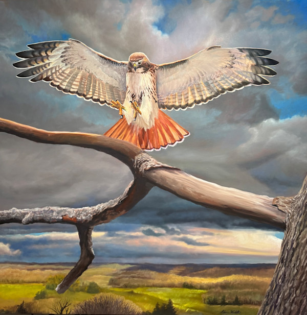 Hitting the Brakes - Red-tailed Hawk by Adam Nisbett, Image 1.