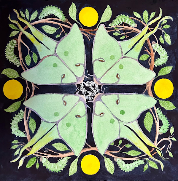 Luna Moths