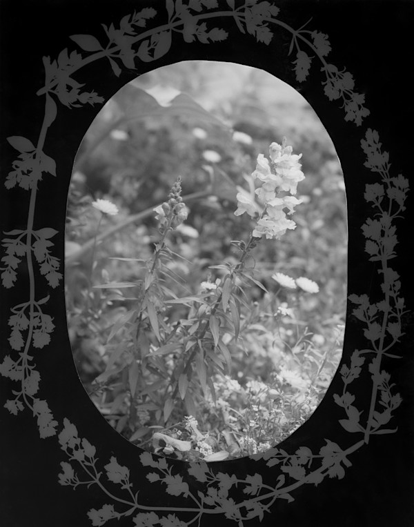 Still Lives with Anthotypes: Snapdragon by Kennedy Malsch, Image 1.