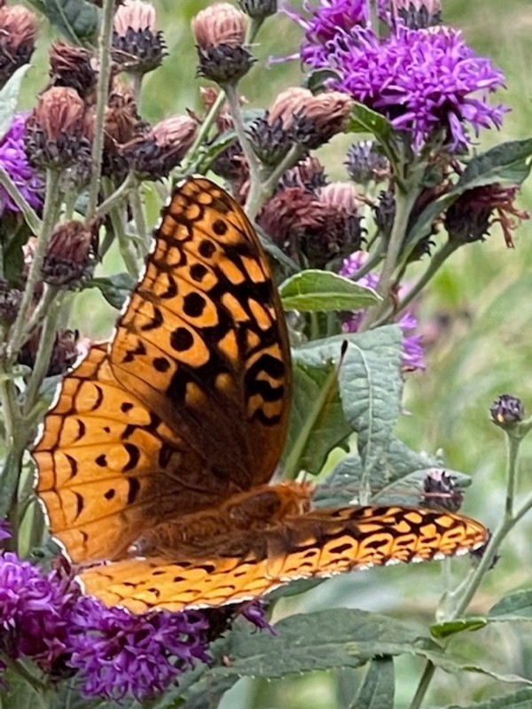 Butterfly Kiss