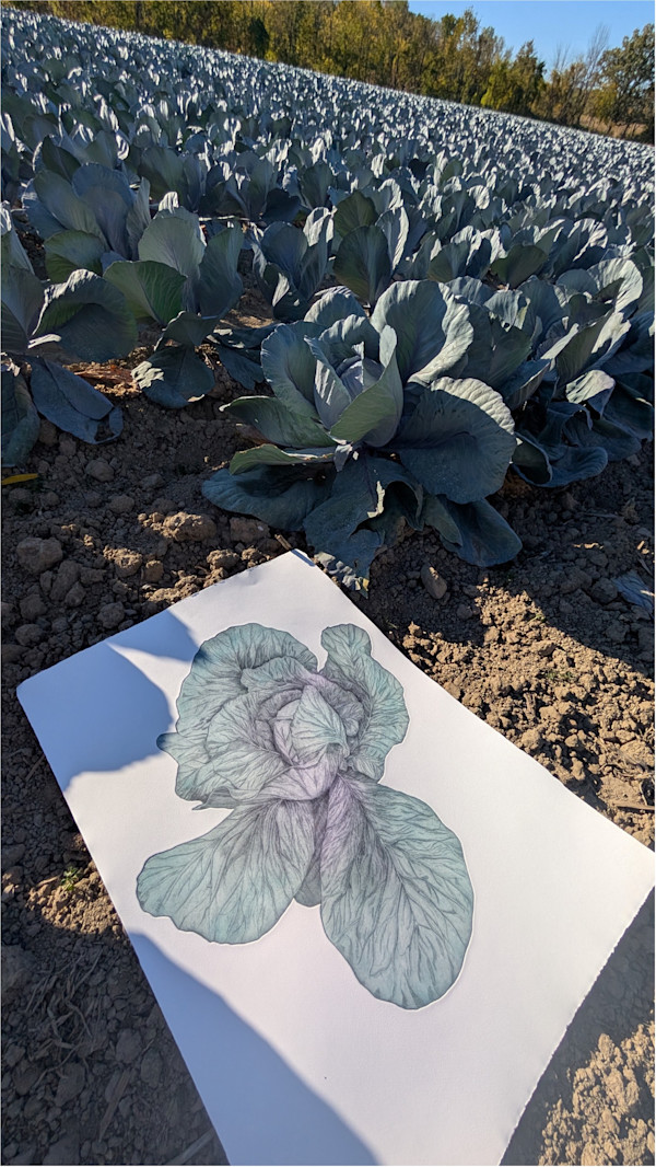 Purple Cabbage by Neil Mattern, Image 1.