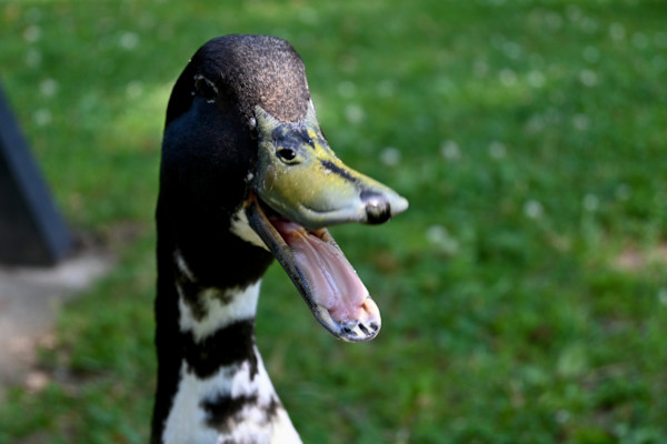 Quack, 2026 by Check Schuh, Image 1.