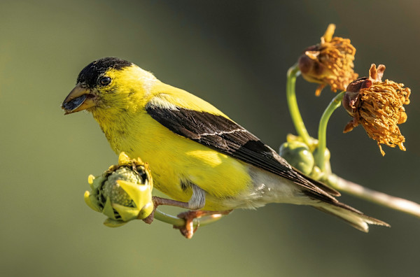 Goldfinch
