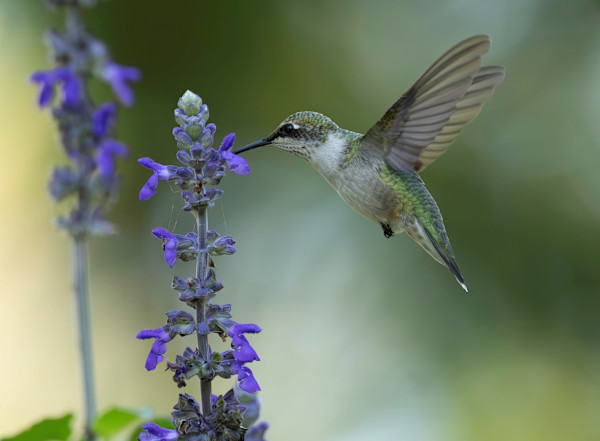 Sweet Nectar