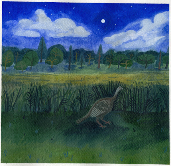 Wild Turkey Contemplates the Beauty of a Field at Night by Carmina Lopez, Image 1.