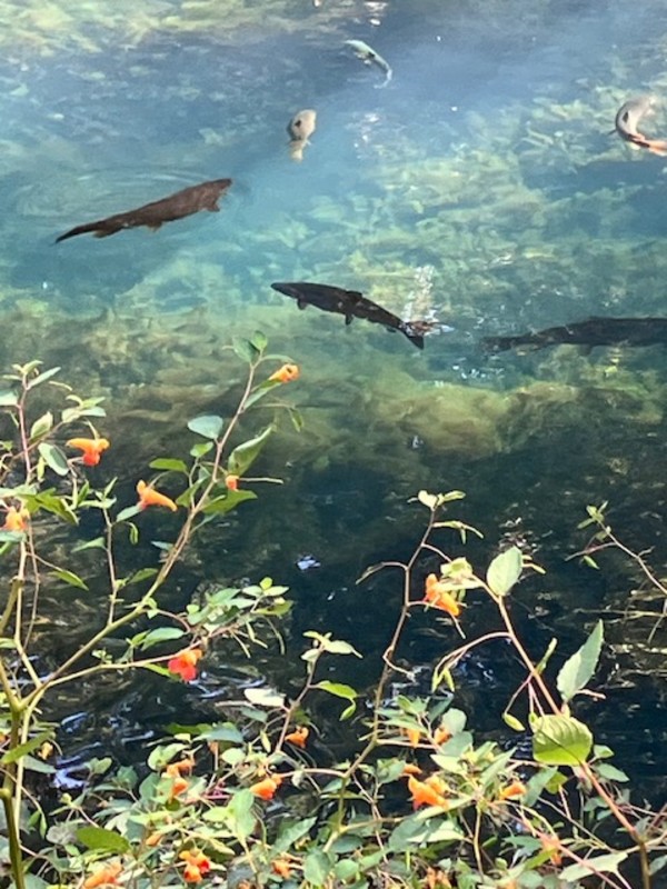 Clear Spring Waters by Beth Boehm, Image 1.