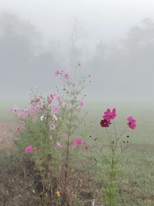 Cosmos in the Morning Mist by Beth Boehm, Image 1.