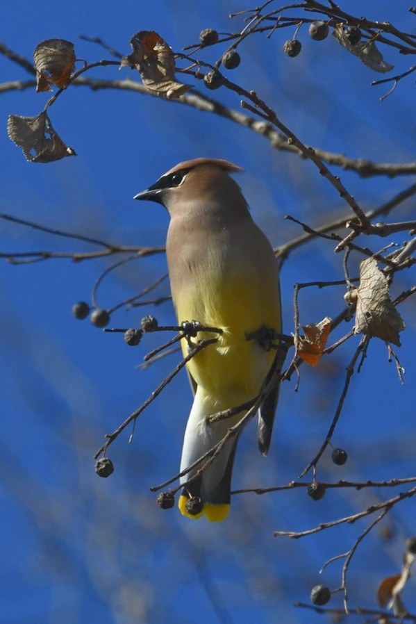 Cedar Waxwing - Meramec Spring by ROBERT BARTH, Image 1.