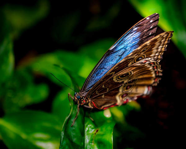 Wings of Blue