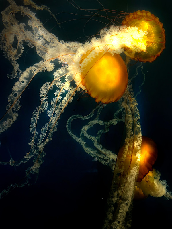 Bioluminescence by Dianna Escarate, Image 1.