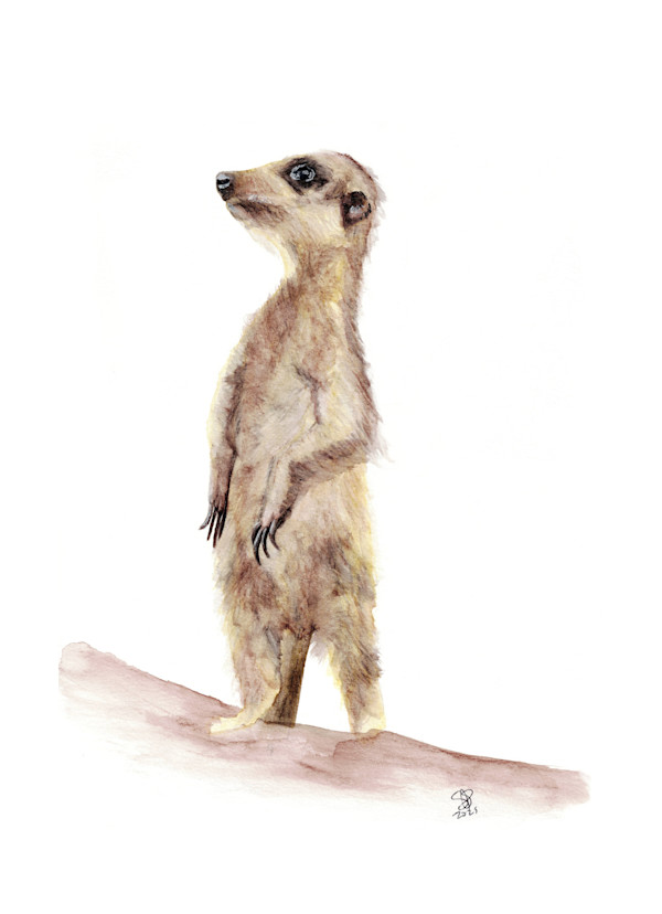Meerkat by Samantha Simmons, Image 1.