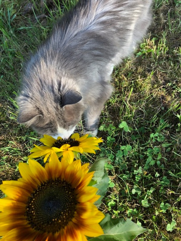 Curiosity