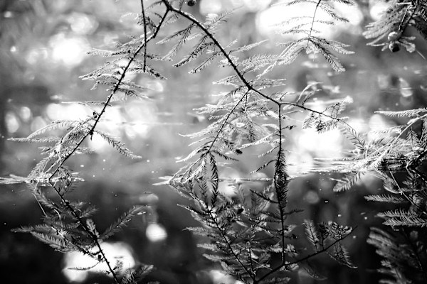Stillness in Reflection by Bethany Adams, Image 1.
