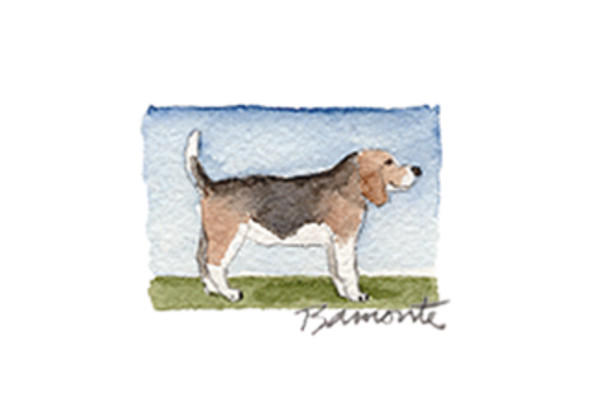 Beagle by The Red Sable Studio