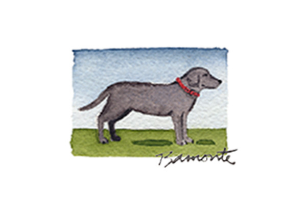 Black Lab by The Red Sable Studio