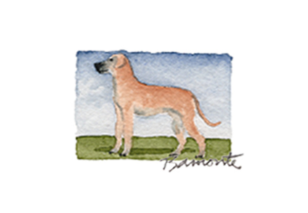 Boxer by The Red Sable Studio