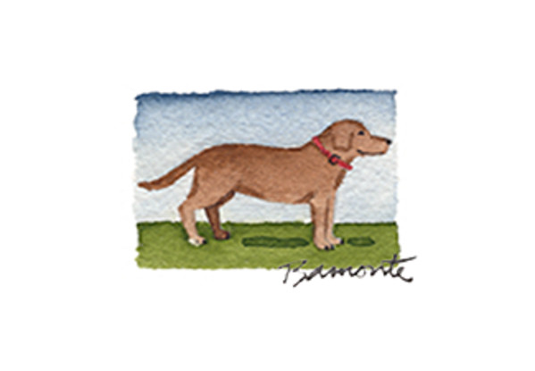 Brown Lab by The Red Sable Studio