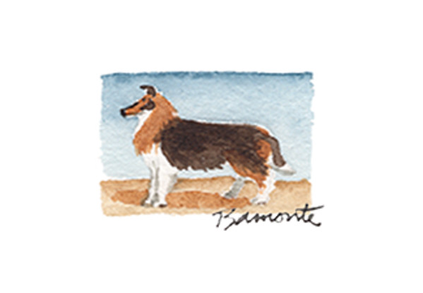 Collie by The Red Sable Studio