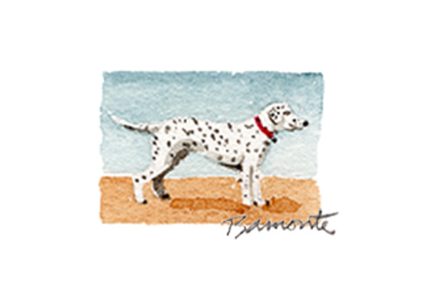 Dalmatian by The Red Sable Studio