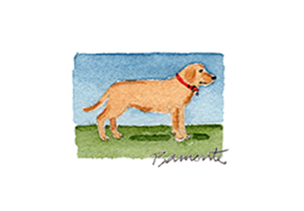 Yellow Lab by The Red Sable Studio
