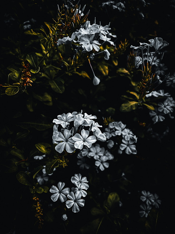 Out of the Shadows (Plumbago) by Christine Blankenship
