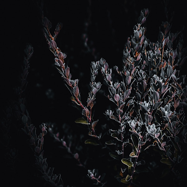 Out of the Shadows (Cenizo) by Christine Blankenship