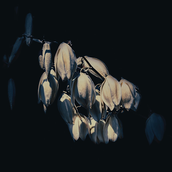 Out of the Shadows (Yucca) by Christine Blankenship