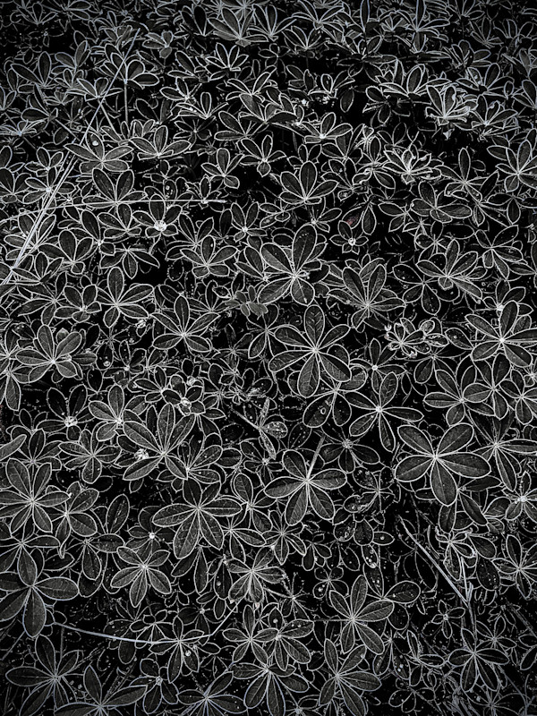 In the Starry Eye (Bluebonnets) by Christine Blankenship
