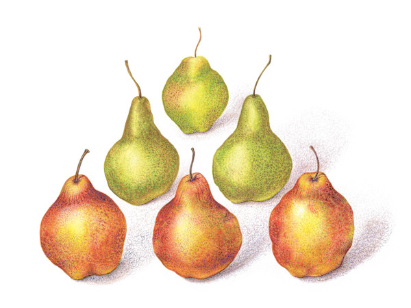 Pyramid Pears #1 by Mary Ahern