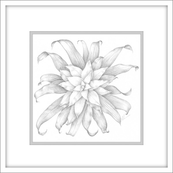 Bromeliad guzmania - Drawing by Mary Ahern