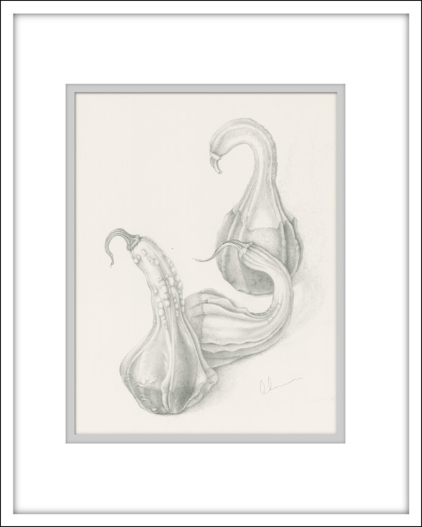 Autumn Gourd - Drawing by Mary Ahern