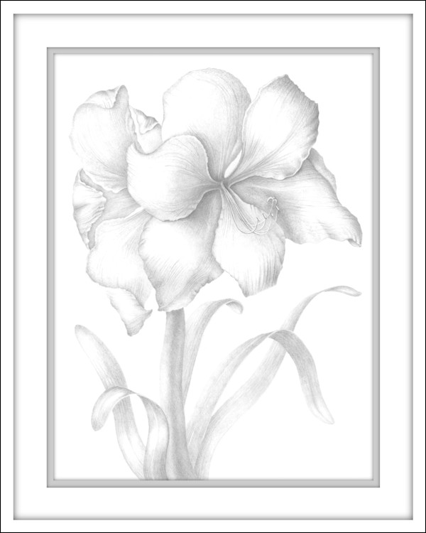 Hippeastrum - Amaryllis - Drawing by Mary Ahern
