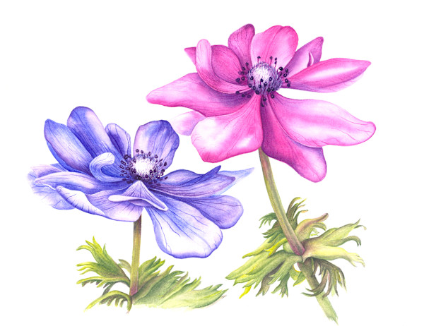 Anemone - A Duet by Mary Ahern
