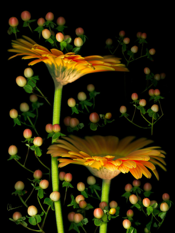 Gerbera Daisies With Hypericum by Mary Ahern