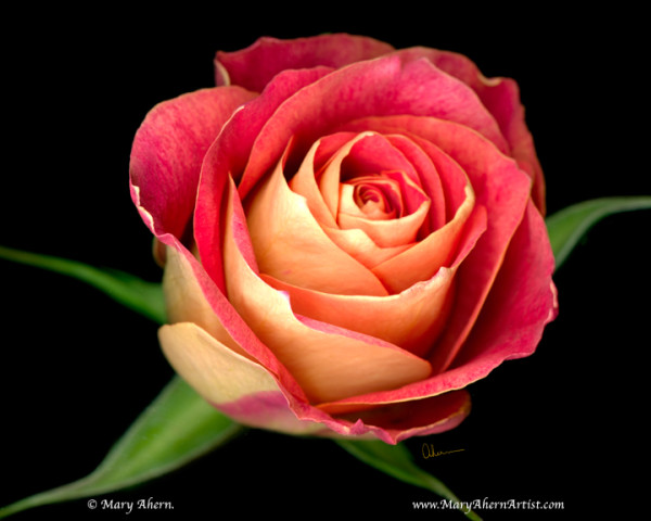 060505-Ahern-single-red-rose-8x10x72_cvduq6_7 by Mary Ahern
