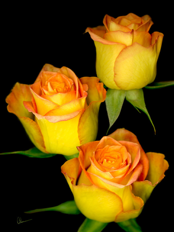 Triple Yellow Roses by Mary Ahern
