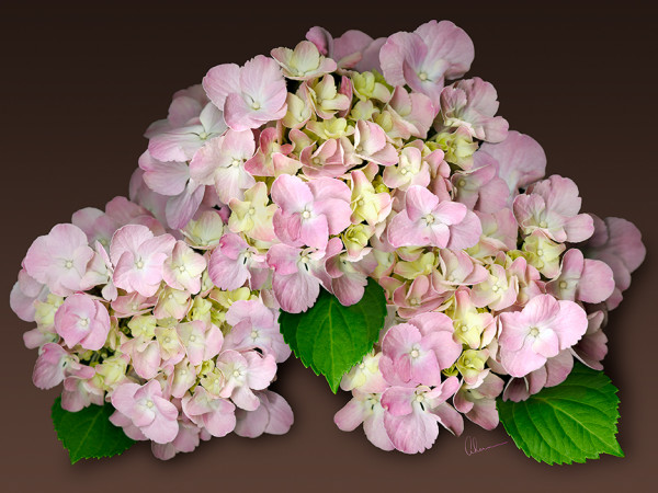 Pink Hydrangeas on Brown by Mary Ahern