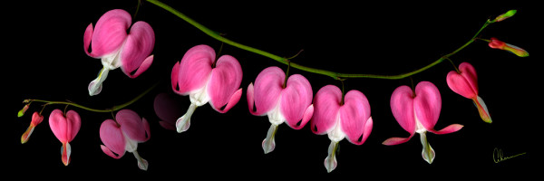 Dicentra Necklace by Mary Ahern