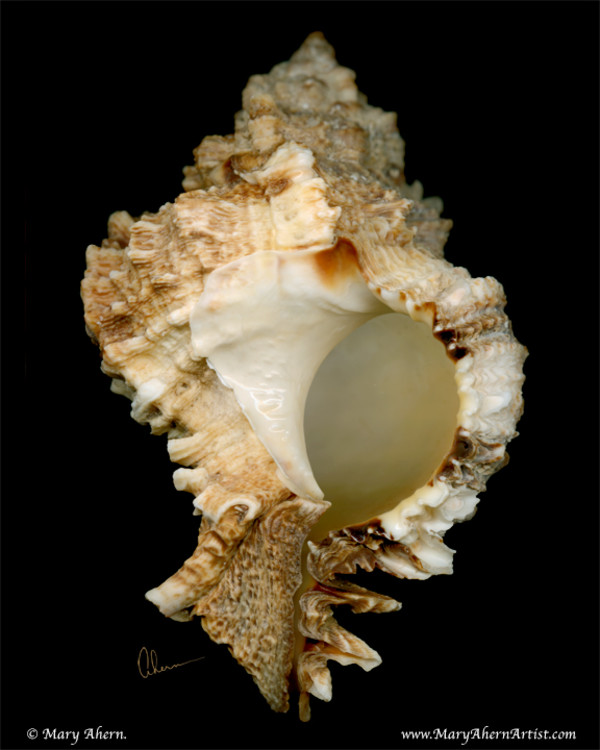 Brown Murex Shell by Mary Ahern
