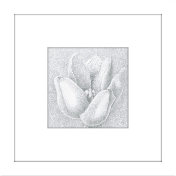 Small Wonders Tulip - Drawing #3 by Mary Ahern