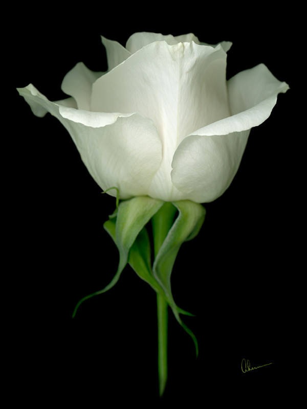 Single White Rose on Black by Mary Ahern