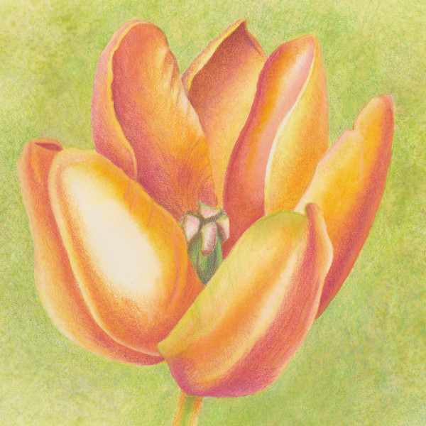 Small Wonders - Orange Tulip Series #3 by Mary Ahern