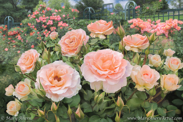 Peggy's Rose Garden by Mary Ahern