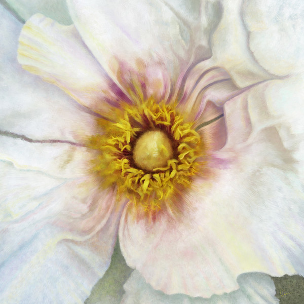White Peony Squared by Mary Ahern