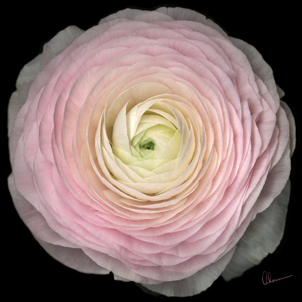 Pink Ranunculus Squared by Mary Ahern