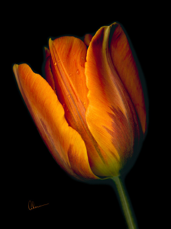 Conversation - Orange Tulip #2 by Mary Ahern
