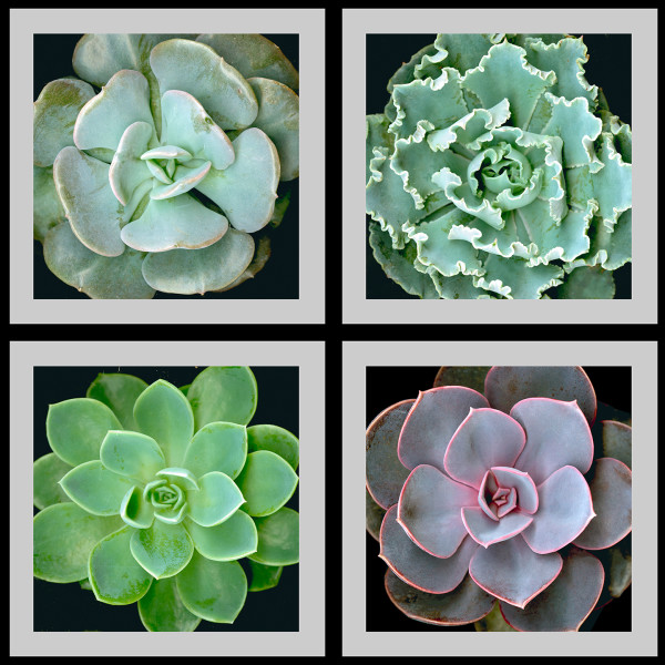 Succulents Squared by Mary Ahern